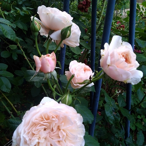 Vrtnica plezalka - Climber - Roza - Rose de Tolbiac® - 